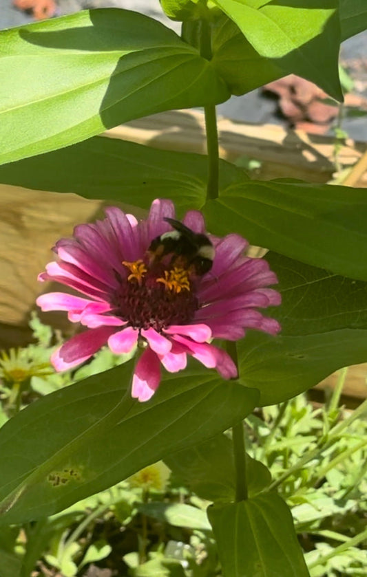 Why We Need Bees (and How Pollinator Gardens Can Help Save Them)